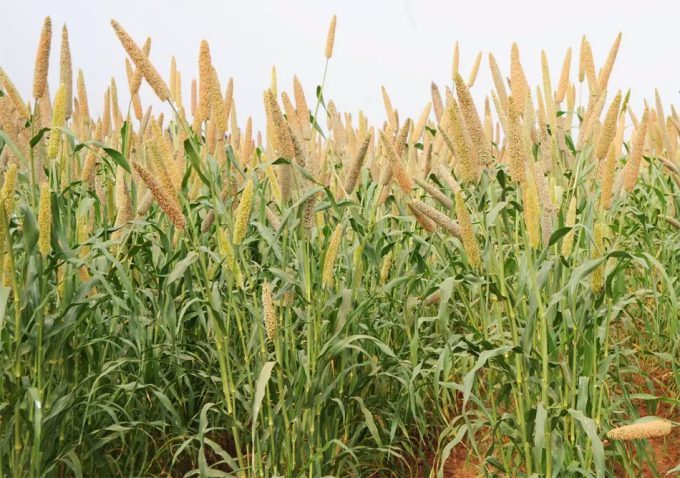 Cereales antiguos para garantizar la seguridad alimentaria