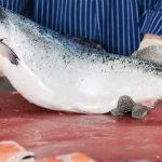 Tasa al salmón de Noruega