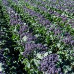 Nuevo brócoli morado