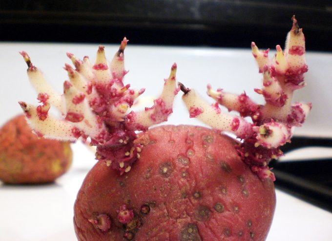 ¿Son peligrosas las patatas germinadas?