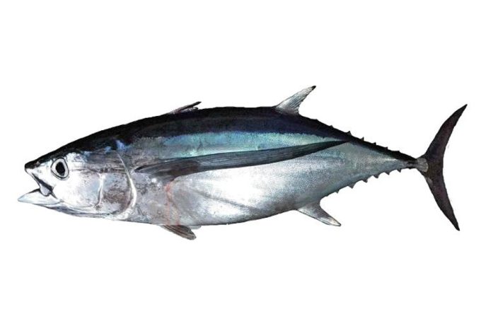 Thunnus alalunga