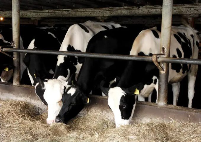 Contaminantes presentes en los alimentos Los éteres de difenilo polibromados (PBDE) representan un riesgo para la salud de los consumidores en todos los grupos de edad.