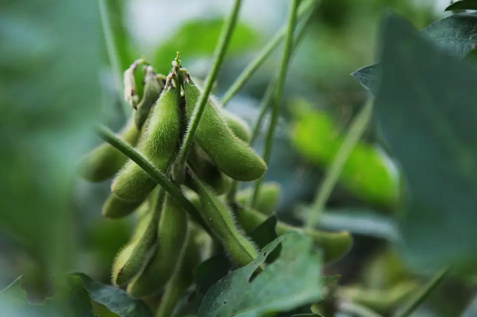 Introducir los cultivos modificados genéticamente en Japón