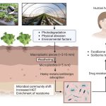Migración del suelo a la cadena alimentaria de bacterias resistentes a los antibióticos
