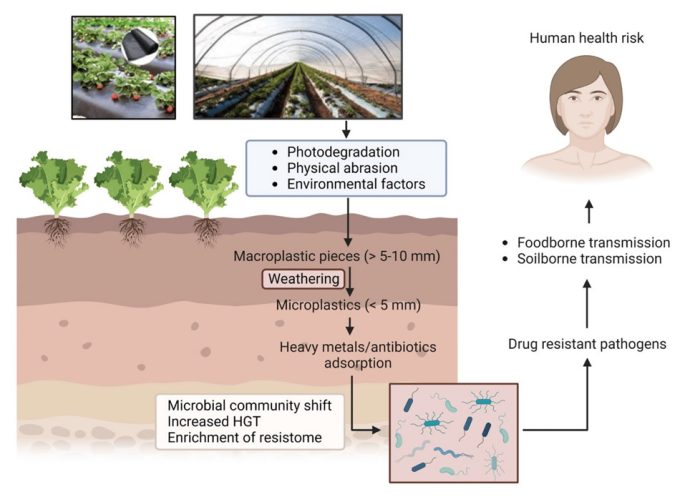 Migración del suelo a la cadena alimentaria de  bacterias resistentes a los antibióticos