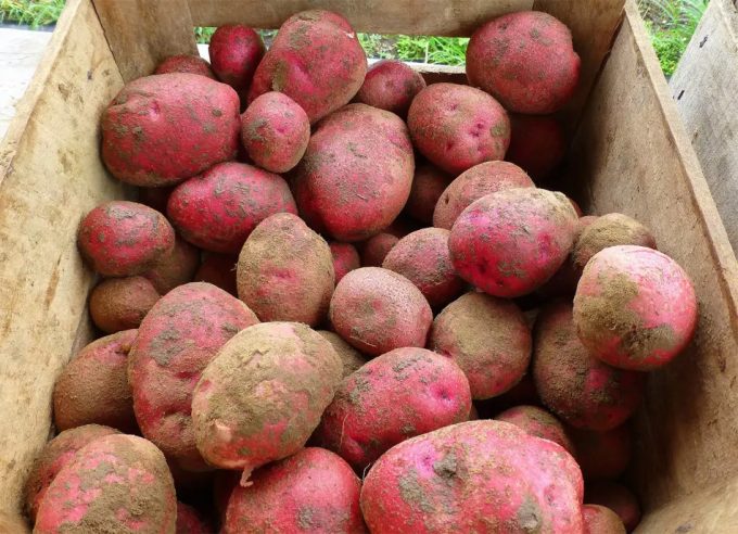 Secuenciación genética de 300 variedades de patatas