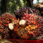 El aceite de palma se oculta bajo otros nombres en el etiquetado de los alimentos