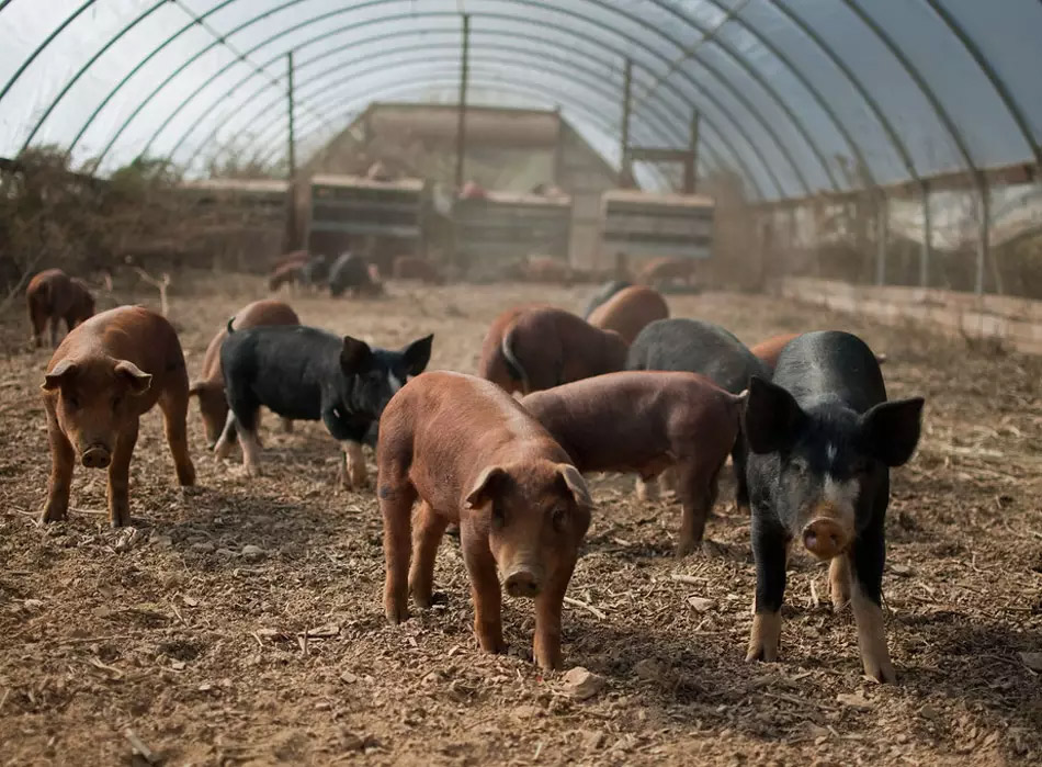 Es más importante el bienestar animal que las consideraciones medioambientales en la producción de carne de cerdo
