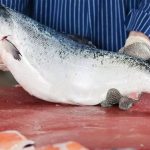 Salmón de piscifactoría, problemas e inconvenientes