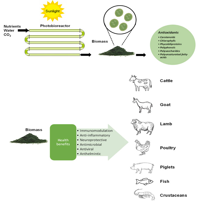 Sustituir aditivos sintéticos por microalgas, una solución muy efectiva