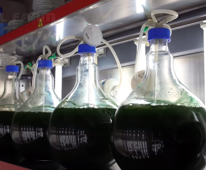 Microalgas, beneficios para el medio ambiente y la salud