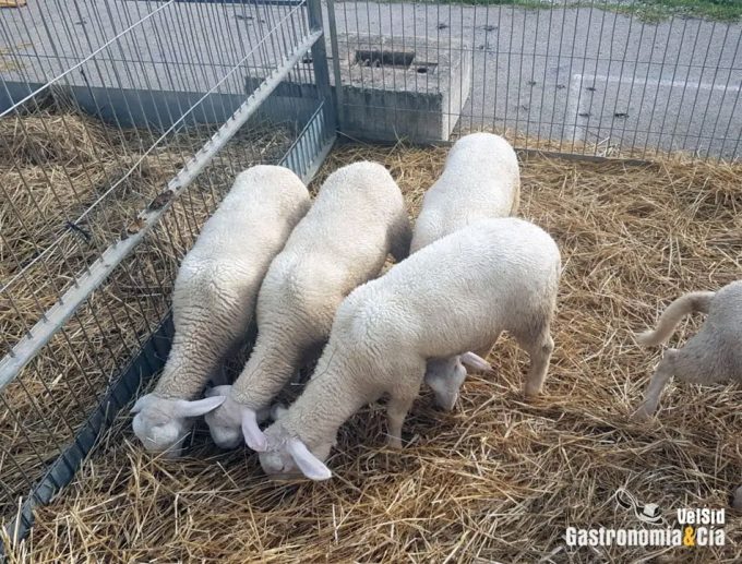 No al uso de los antibióticos como promotores del crecimiento de los animales de granja Los fármacos no se deben utilizar con fines no terapeuticos