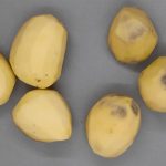 Patatas editadas genéticamente para que no se ennegrezcan