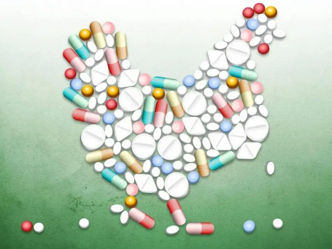 Riesgos del abuso de los antibióticos en las granjas industriales