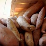 Camote, batata o papa dulce