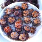 Población de erizos de mar en Sicilia está en riesgo de extinción