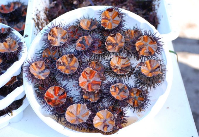 Población de erizos de mar en Sicilia está en riesgo de extinción