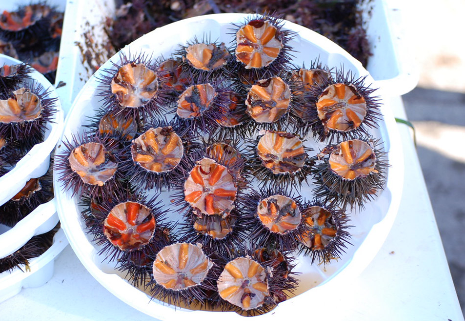 Población de erizos de mar en Sicilia está en riesgo de extinción
