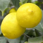 Abusos de los intermediarios en la cadena agroalimentaria