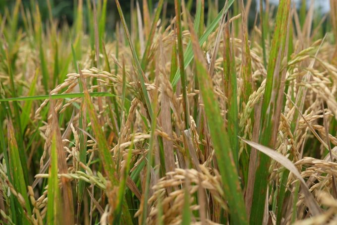 alimentos que contienen arsénico inorgánico