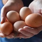 Riesgos por la ingesta de huevos, nuevo estudio iraní