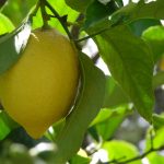 IPOD de diciembre de 2023