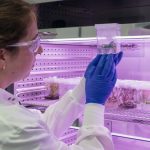 Azafrán, nuevas formas de producción