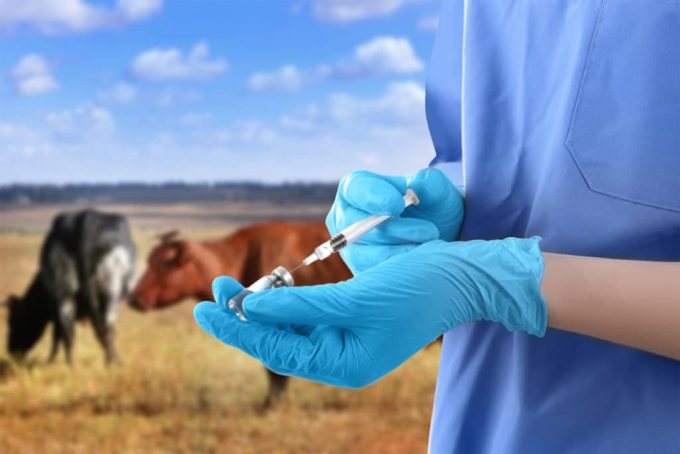 Revisión de la EFSA sobre la presencia de pesticidas, antibióticos y otras sustancias en animales y alimentos.