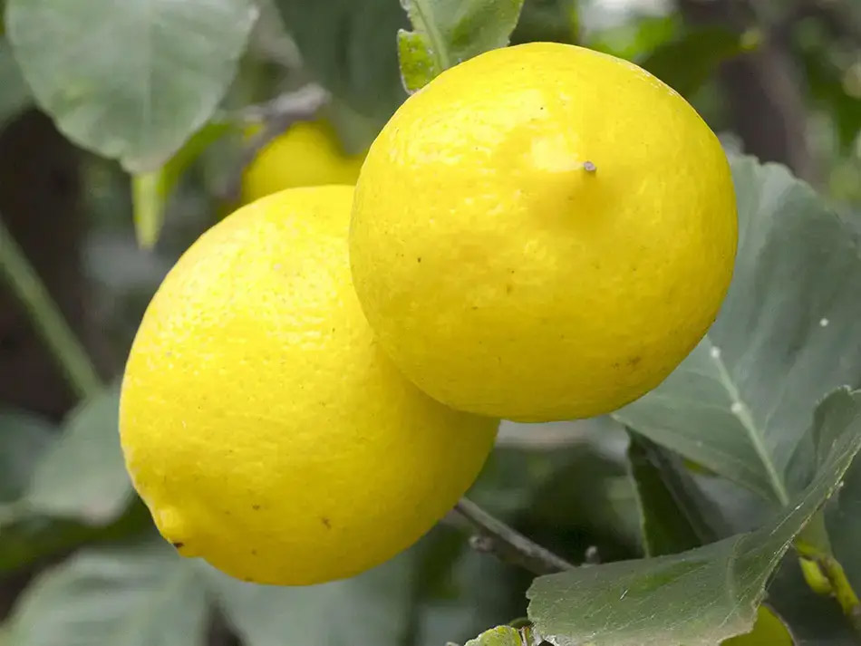 Precio de los limones en febrero de 2024