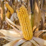 El déficit de potasio en el mundo puede amenazar la seguridad alimentaria.