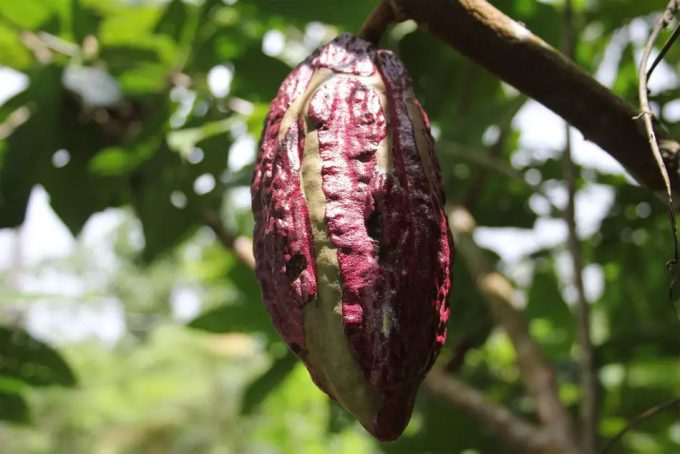 reducción de la producción de cacao en África