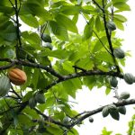 Volatilidad del mercado del cacao