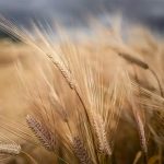 Cambio climático y seguridad alimentaria