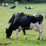 Gripe aviar en las vacas de Estados Unidos