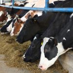 Contagio de gripe aviar en las vacas de Estados Unidos