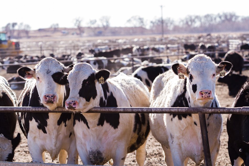 Virus de la gripe aviar contagia a las vacas en Estados Unidos