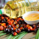 Producir aceite de palma a partir de la fermentación de precisión