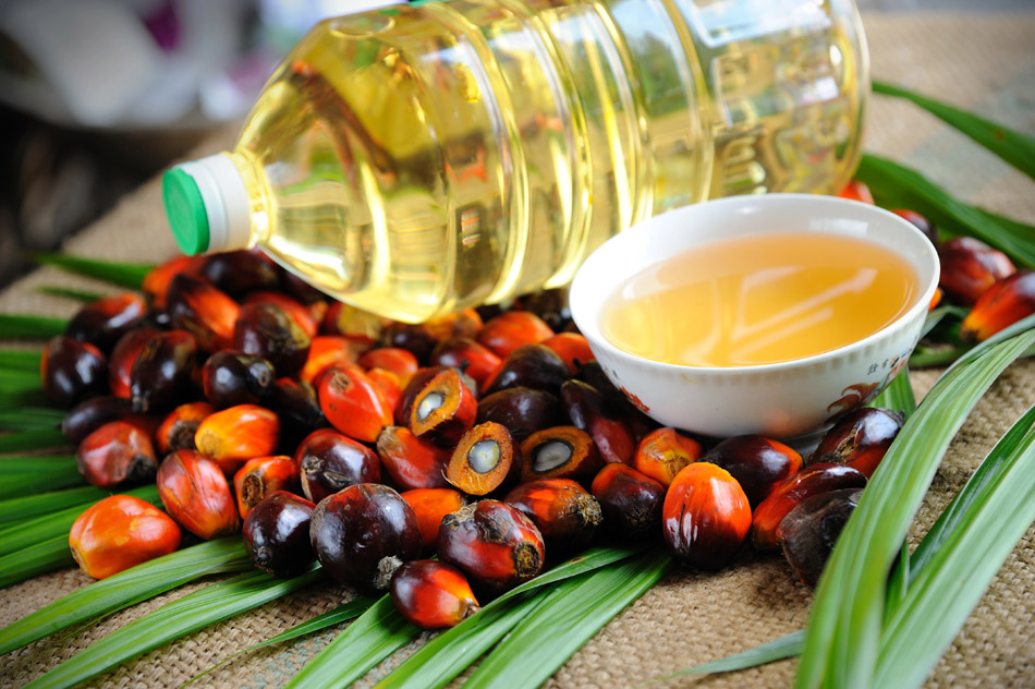 Producir aceite de palma a partir de la fermentación de precisión