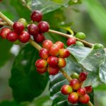 Mejorar las plantas de café con el mapa genético