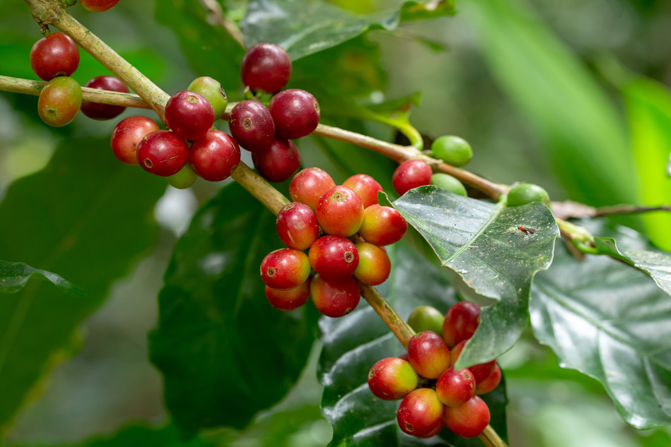 Mejorar las plantas de café con el mapa genético
