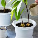 Cultivar aguacate en maceta