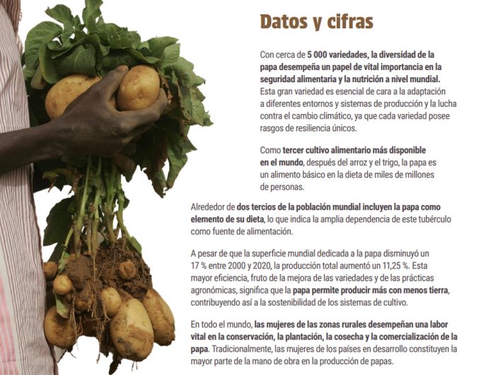 dia_internac_papa2024_2 La papa o patata