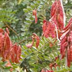 Planta leguminosa de tara o Guarango (Caesalpinia spinosa)