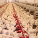 Se pide prohibir en Europa las razas de pollo de engorde y crecimiento rápido
