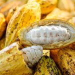 Chocolate más saludable y sostenible al utilizar en su elaboración la vaina del cacao al completo.