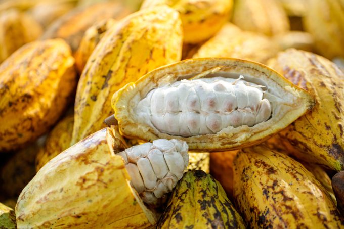 Chocolate más saludable y sostenible al utilizar en su elaboración la vaina del cacao al completo.