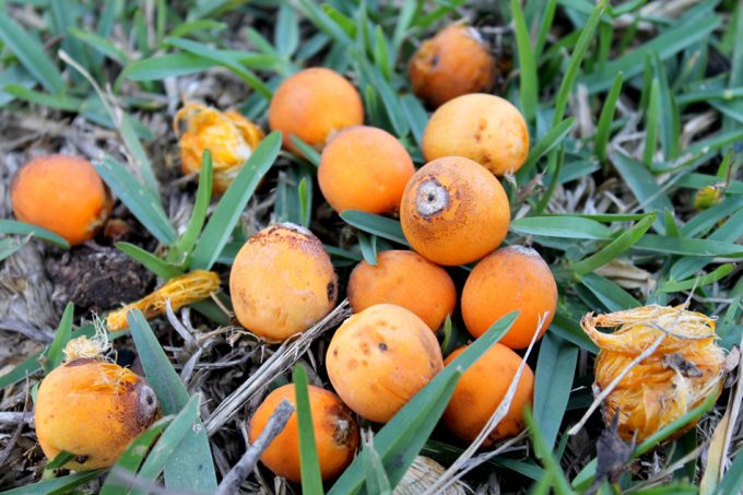 Fruta de jerivá o butiá