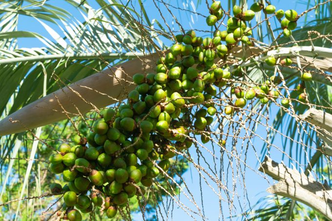 Butia capitata o palma de butiá