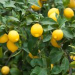 Especulación con el precio de los limones en España