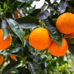 Índice de Precios en Origen y Destino de los Alimentos de junio de 2024